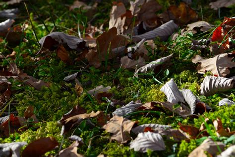 Free Images Nature Plant Meadow Leaf Flower Moss Jungle Autumn