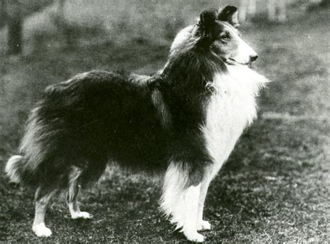 Collie History: From Queen Victoria to Lassie & Beyond – American ...