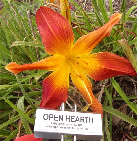 Open Hearth Qb Daylily Gardens