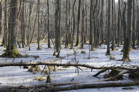 Winter Forest With Frozen Lake And Naked Trees Stock Image Image Of Morning Environment