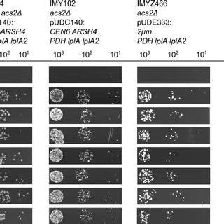 Growth Of S Cerevisiae Strains CEN PK113 7D ACS1 ACS2 IMK427