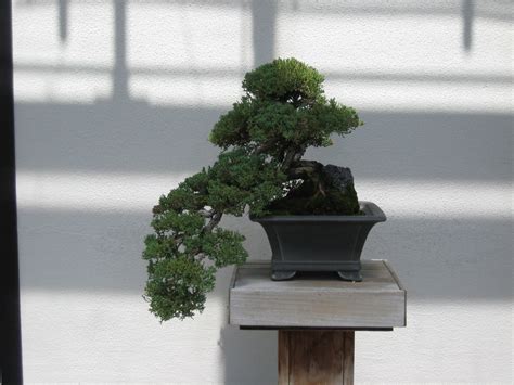 Dwarf Japanese Garden Juniper Bonsai Juniperus Procumbens Flickr