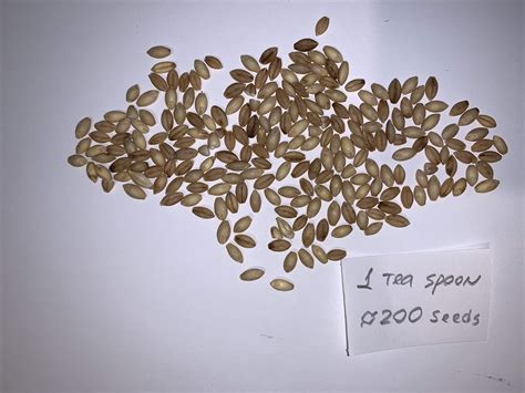 200 Seeds of Barley High Germination Rate Heirloom Non-GMO | Etsy