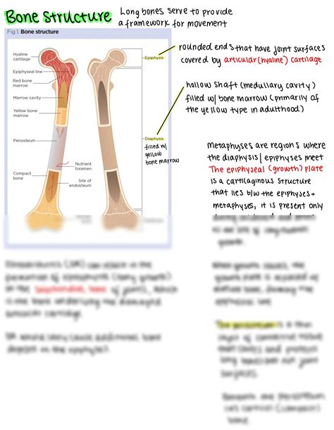 Solution Musculoskeletal System And Bone Structure Studypool