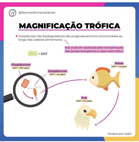 Magnificação trófica prof Carol Braga Biologia