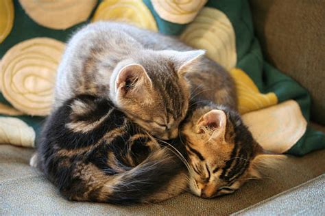 1062 Two Cats Cuddling Photos And Premium High Res Pictures Getty