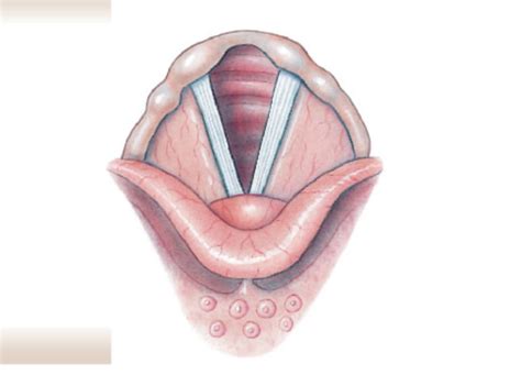 BIOL 212: Anatomy of Vocal Cords Diagram | Quizlet