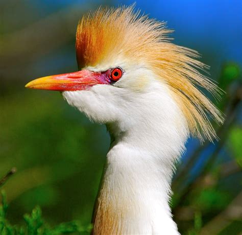 Cattle Egret Terribird Galleries Digital Photography Review