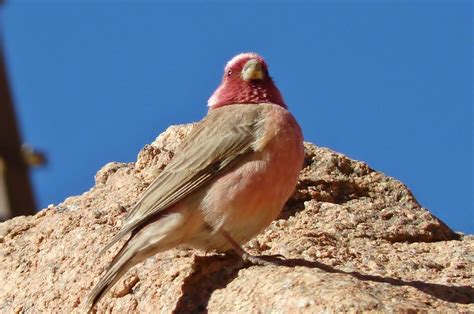 Birds Of Egypt Flickr