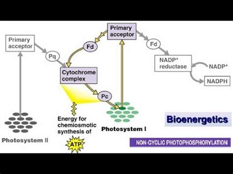 Non cyclic phosphorylation steps- Photosynthesis (Bioenergetics -CH 11 ...