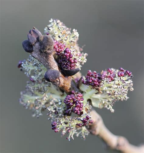 Common Ash Flowers Fraxinus Excelsior Its Lovely To See Flickr