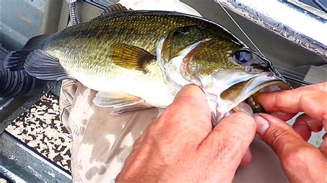 Summertime Largemouth Bass Fishing With Crappie Bluegill And Yellow