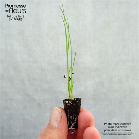 Ciboulette Polyvert En Plants Bio Minimottes Allium Schoenoprasum