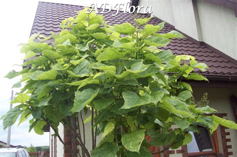 Catalpa Speciosa Pulverulenta Adflora Adflora