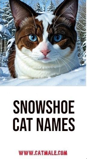 Snowshoe Cat Names | Snowshoe cat, Cat names, Cats