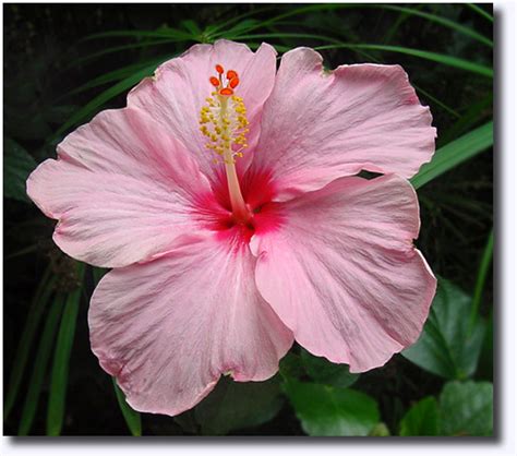 Lista Foto Que Plantas Hay En El Clima Tropical Lleno