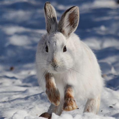 Snow Rabbit