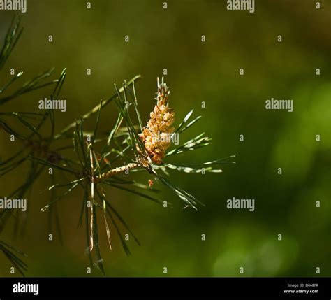 Pine Tree Flower Against Green Background Stock Photo Alamy