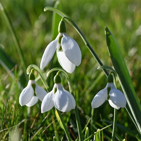 Galanthus | Official site of Peter C. Nijssen