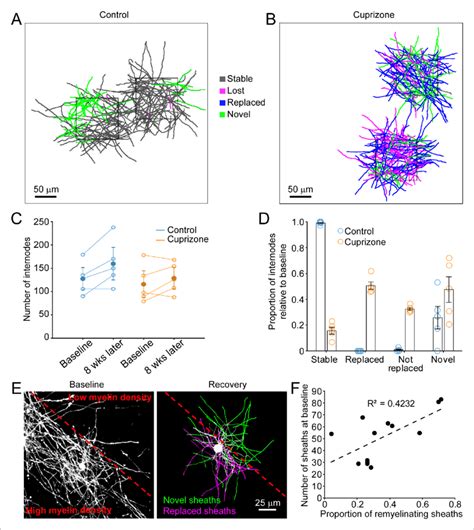 Oligodendrocyte regeneration results in a new pattern of cortical ...