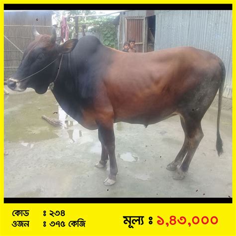 Code-234 » ভালোকিনি