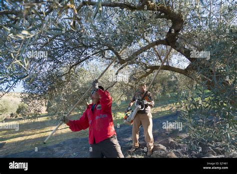 Andalusia Southern Spain Two Men Harvesting Olives The Man At The