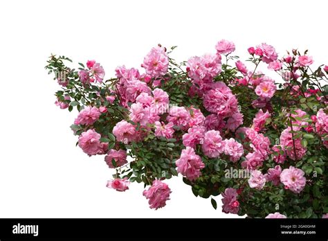 Blooming Pink Rose Bushes Isolated On White Stock Photo Alamy