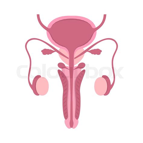 Reproductive System Clipart