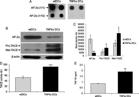 Soluble Tnf Regulates Tace Via Ap 2α Transcription Factor In Mouse