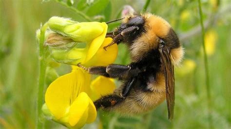 Funding awarded to Mayo’s Great Yellow Bumble Bee Conservation Group | Connaught Telegraph