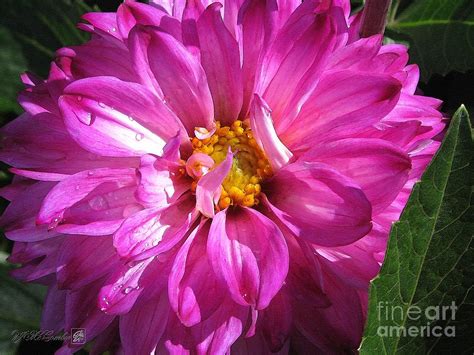 Dahlia Named Pink Bells Painting By J Mccombie Fine Art America