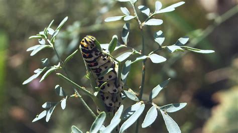 Caterpillar Eating Stock Video Footage for Free Download