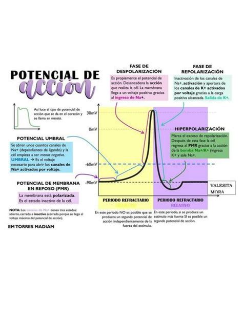 Potencial de acción | Valesita Mora | uDocz