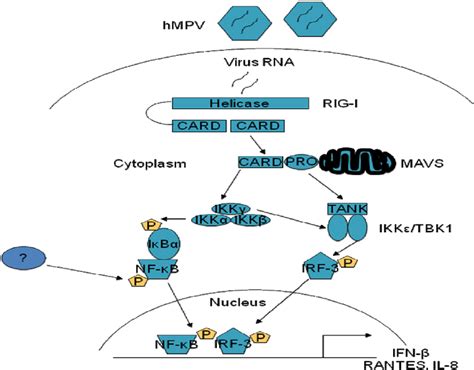 RIG I MAVS signaling pathway regulating hMPV induced NF κ B and IRF