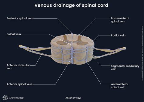 Spinal Cord Encyclopedia Anatomy App Learn Anatomy 3d Models Articles And Quizzes