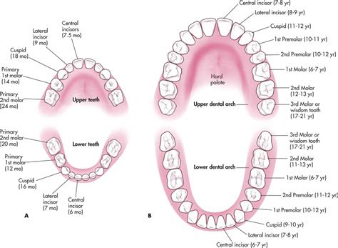 Decidous and Permanent teeth anatomy Diagram | Quizlet