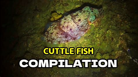 Cuttlefish Compilation Muna Tayonight Spearfishing 🇵🇭jhevs Tv Youtube