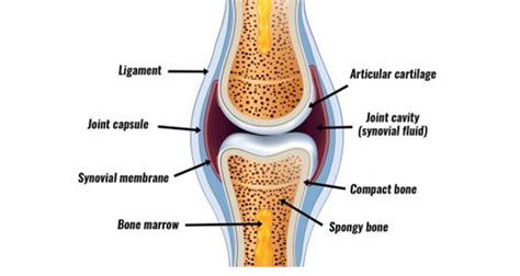 Synovial Joints Structure Explained - Ligament, Cartilage & Synovial fluid