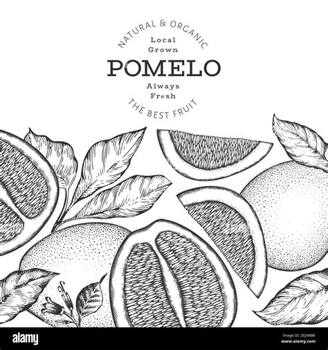 Hand Drawn Sketch Style Pomelo Banner Organic Fresh Fruit Vector