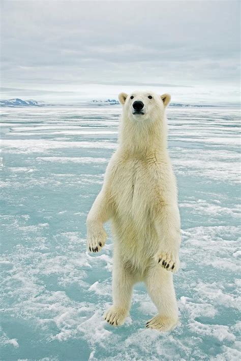 A Curious Polar Bear Ursus Maritimus Photograph By Steven Kazlowski