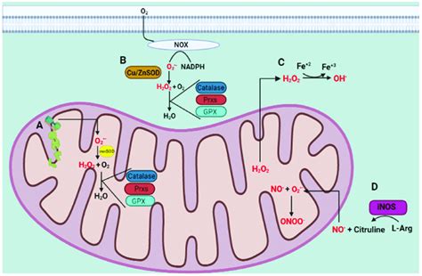 Ros And Rns Generation A The Mitochondria Are The Main Source Of Download Scientific Diagram