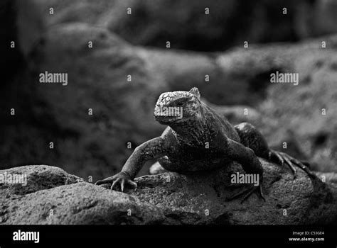 Iguana Marina Amblyrhynchus Cristatus End Mico De Las Islas Gal Pagos