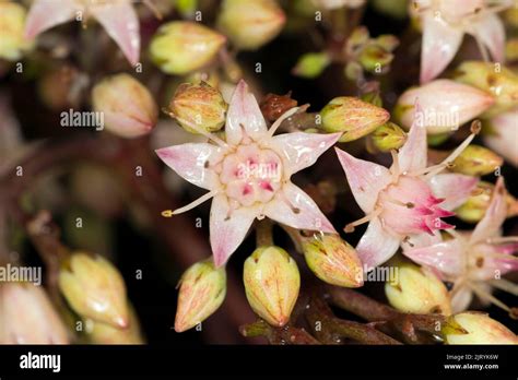 Showy Stonecrop Hi Res Stock Photography And Images Alamy