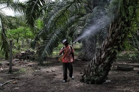 Riaupagi Kebun Kelapa Sawit Milik Pt Mmj Penuh Misteri Jadi Kena