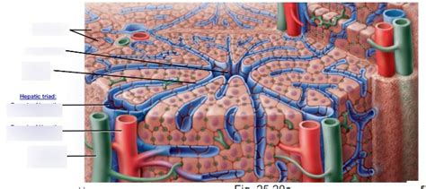 Liver Histology Diagram Diagram Quizlet