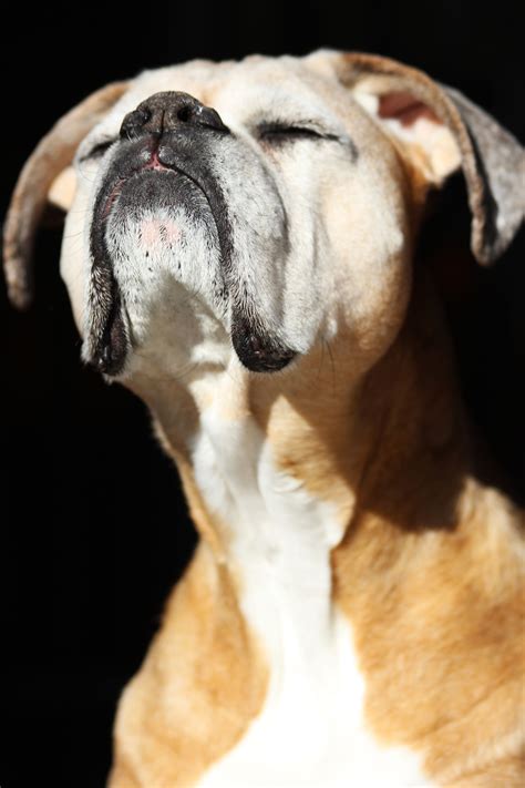 Stunning Senior Boxer Dog Photo #BoxerMom #BoxerLover #AddictedToBoxers ...