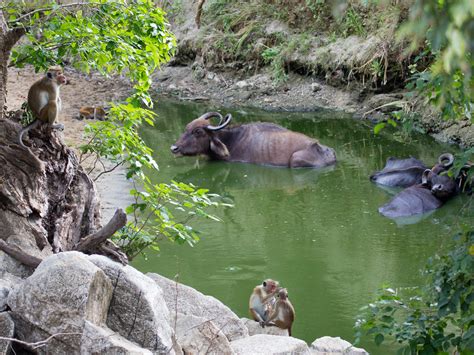 A Cool Spot On A Hot Day Wild Water Buffalo Bubalus Arnee Flickr