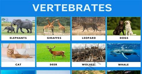 Vertebrates Pictures