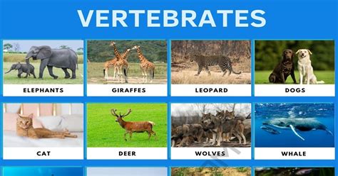 Examples Of Vertebrates