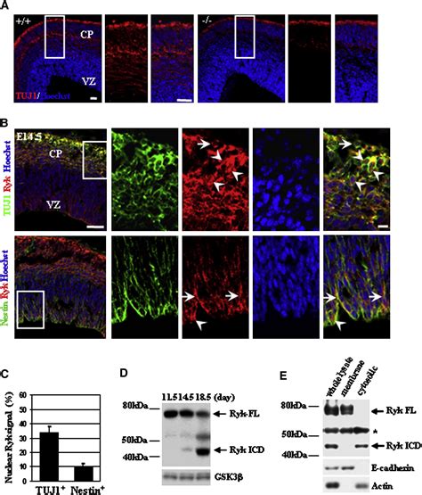 Cleavage Of The Wnt Receptor Ryk Regulates Neuronal Differentiation